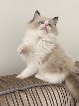 Ragdoll