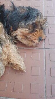 Yorkshire terrier Fenka