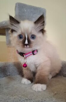 Ragdoll mačiatka