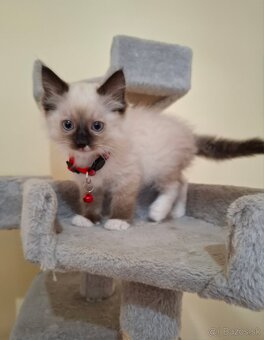 Ragdoll mačiatka