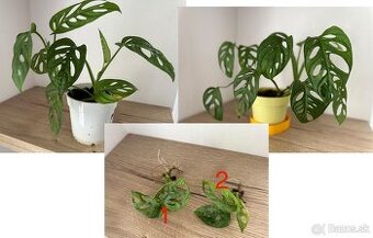 Monstera adansonii mint viacero rastlin