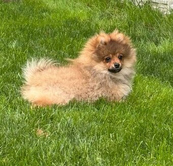 Pomeranian – nemecký trpasličí špic- malá fenka s rodokmeňom