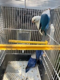 Agapornis fisher chovne pary