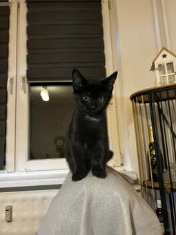 Darujem čierne mačiatko zadarmo