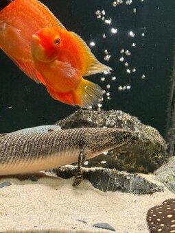 Polypterus ornatipinis