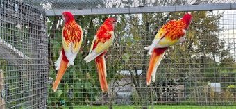 penant ,rozela pestra