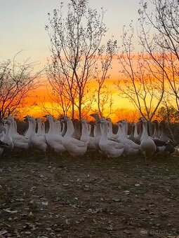 Hus na predaj, živé husi