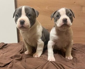 Americký stafordšírsky teriér