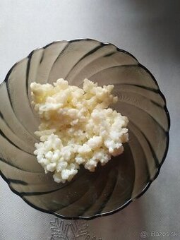 tibetská huba  / kefírové zrná / mliečne kefírové zrno