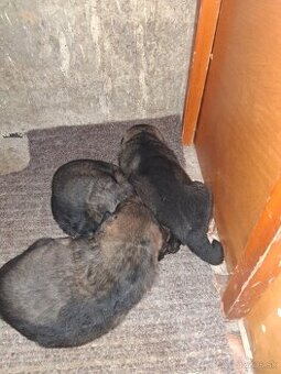 Ponúkam krásne krizence