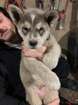 Aljašský malamut - šteniatko