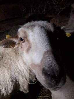 Ovce, ovca, ovce valasky,