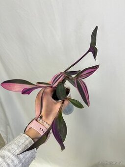 Tradescantia pallida