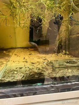 Neocaridina krevetky