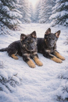 Predám šteňatá NO bez PP