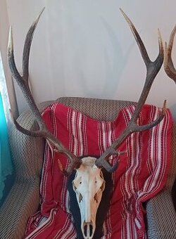 Jelenie trofeje - 3 ks