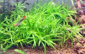 Heteranthera zosterifolia