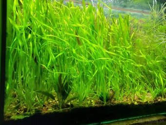 Vallisneria spiralis