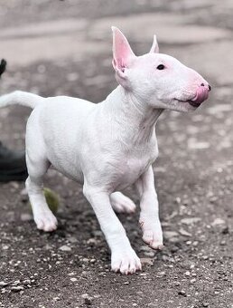 Miniatúrny Bulterier / bullterrier