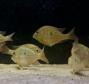 Geophagus abalios