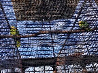 Prodám papoušky amazoňany