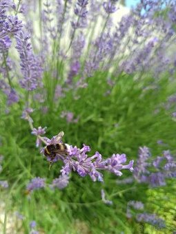 Levanduľa lekárska "medonosná"