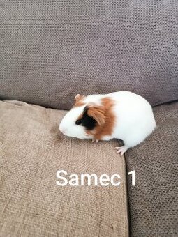 Morča/ Morské prasiatka