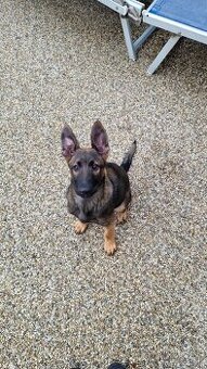 Predám 4 mesačne šteňa