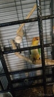 Amazonik bielobruchy