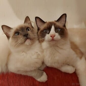 Ponukam ragdoll kocurov na krytie