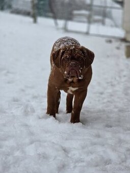 Bordeauxská doga s PP