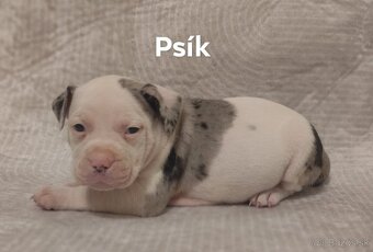 American bully merle