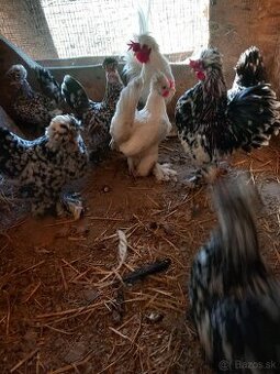 Predám kohúta berg.dzinky