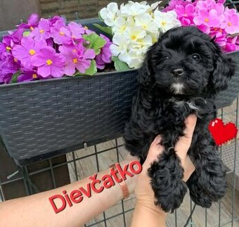 Maltipoo pudel pudlik