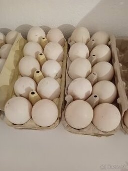 Kačacie vajíčka - násadové