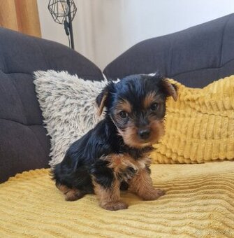 Yorshire terier, Yorshirsky terier