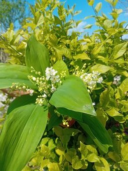 pozemok okolie Piestan