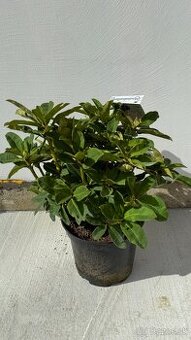 Rododendron Red Jack - 1