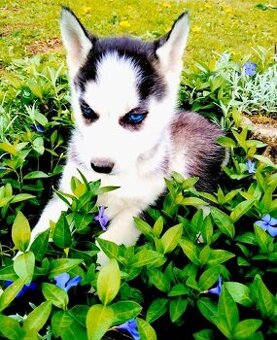Sibirsky husky hasky