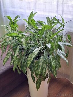 Agloanema