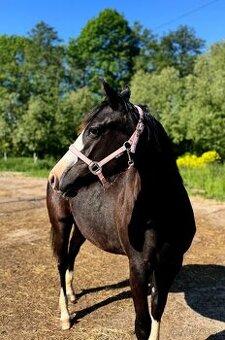 Roční American Quarter Horse black klisna, vnučka Gunnera