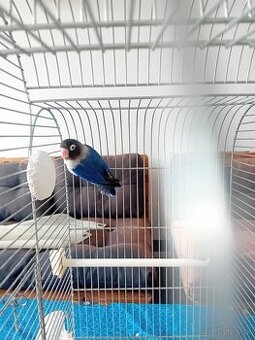 agapornis skraboskovy