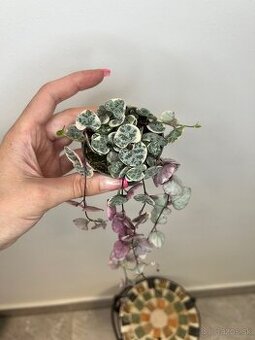 Ceropegia Woodii