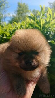 Špic maly- pomeranian