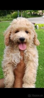 Maltipoo