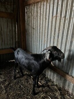 Predám anglonubíjskeho capa