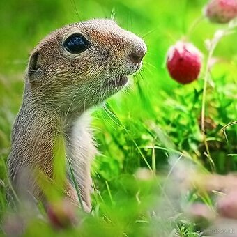 Samsung 50(125cm) Led Lcd Smart tv