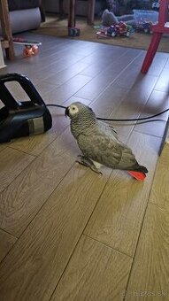 Predam papagaja Zako aj s PP