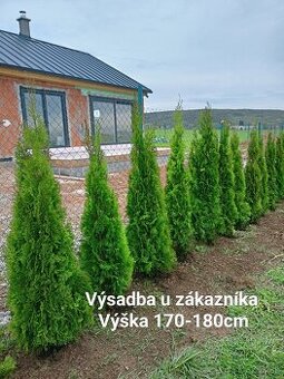 Tuja Smaragd od 80cm do 250cm