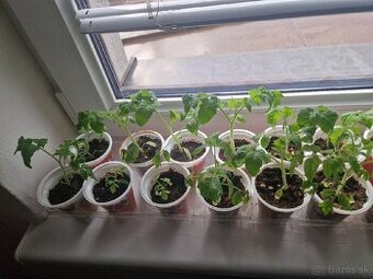 Planty Priesady - 1